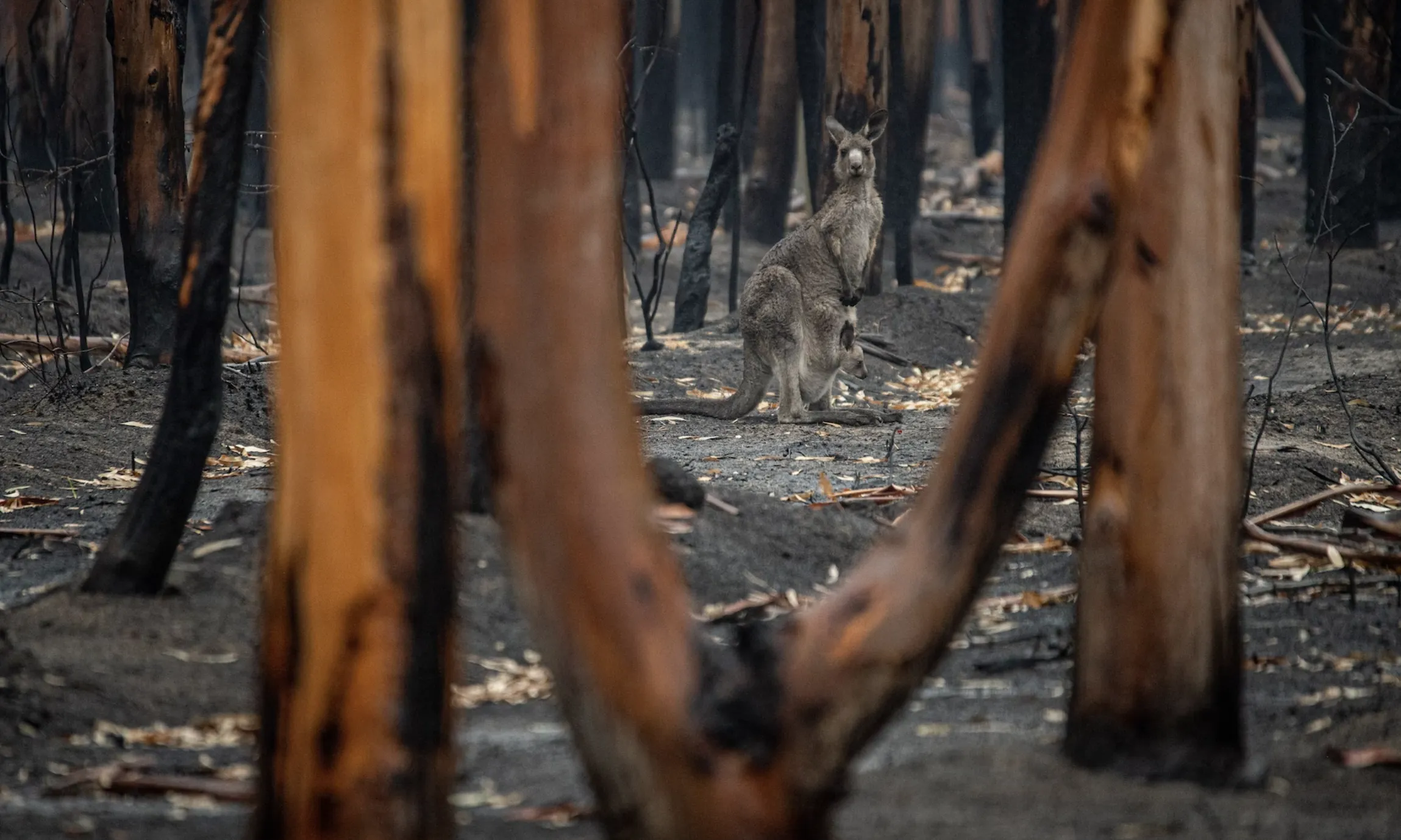 Els incendis forestals, les grans sequeres, les plagues d'insectes i el desgel del permagel són algunes conseqüències de l'impacte humà a la natura.