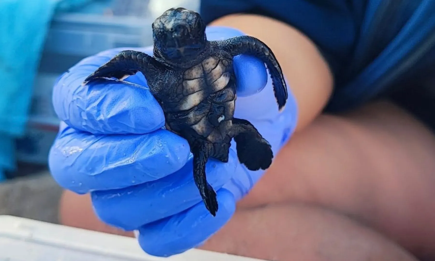 La Fundació CRAM fa més de vint-i-cinc anys que es dedica a la protecció de la biodiversitat marina. 