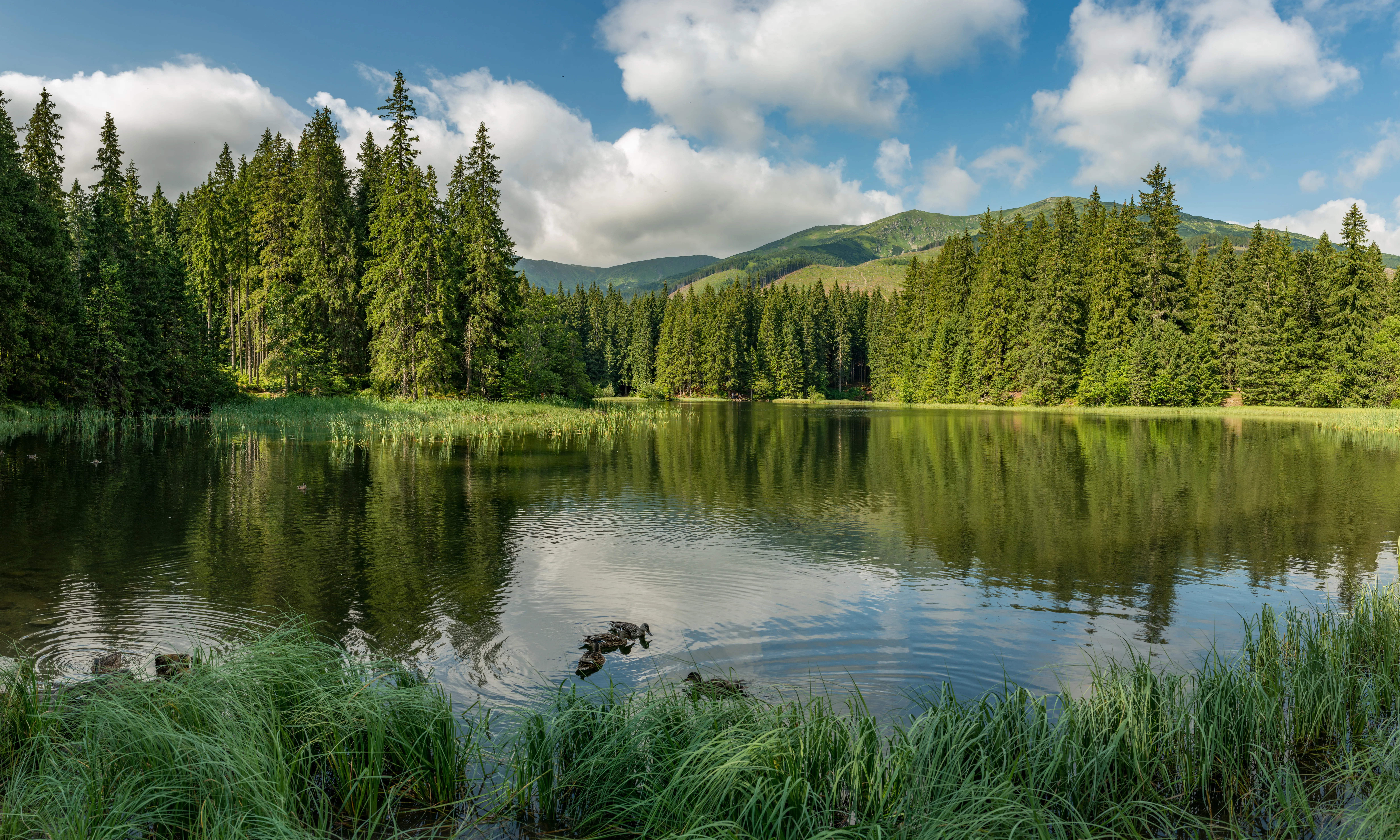 La superfície de terreny forestal de Catalunya és el 65% del total del territori, per tant, els boscos són el gran pulmó del país.