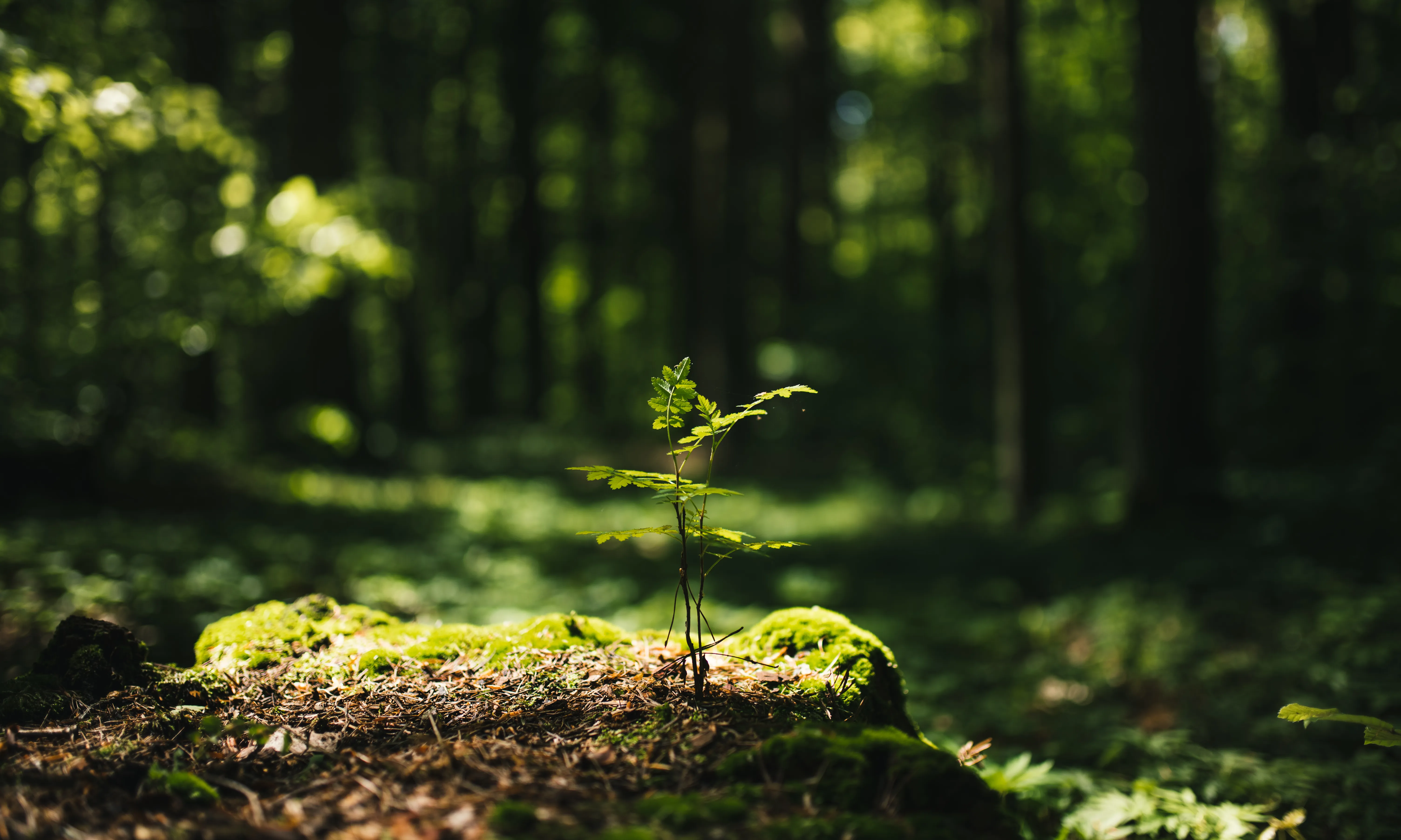 Enguany, l'equip de voluntariat del projecte ja compta amb la participació de més de quatre-centes persones, que es reparteixen en quatre zones diferents.