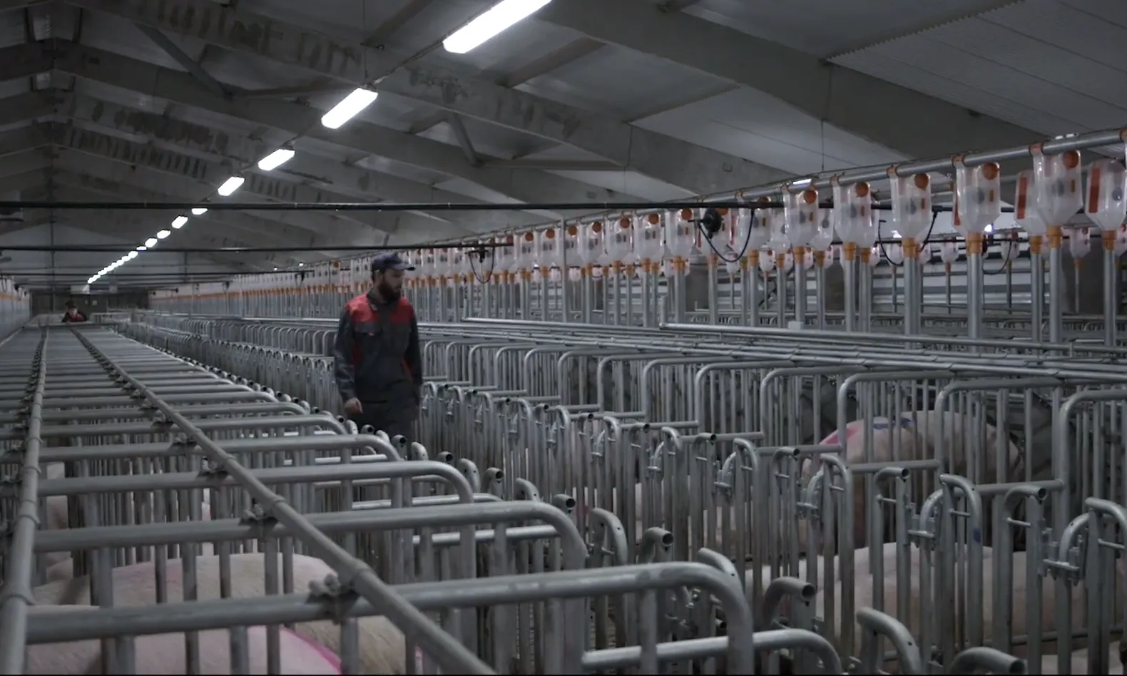 L'entitat animalista Faada és la productora del documental 'Empatía'.