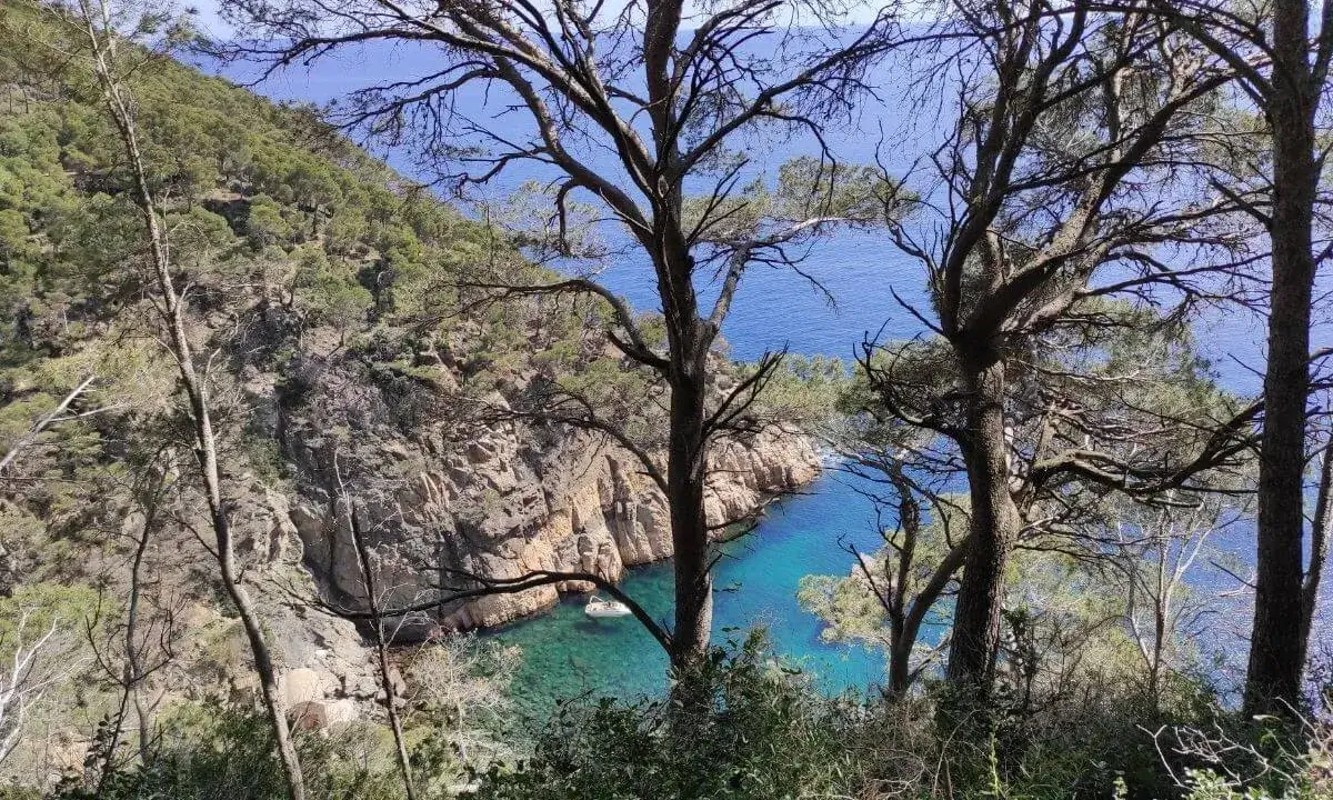 Una de les línies de treball de SOS Costa Brava se centra a salvar les pinedes a primera línia de mar.