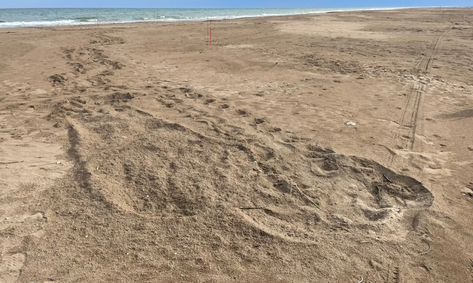 Per a detectar si hi ha un niu de tortuga careta a prop, cal saber que aquestes, en sortir de l'aigua, deixen un rastre semblant al d'un tractor.