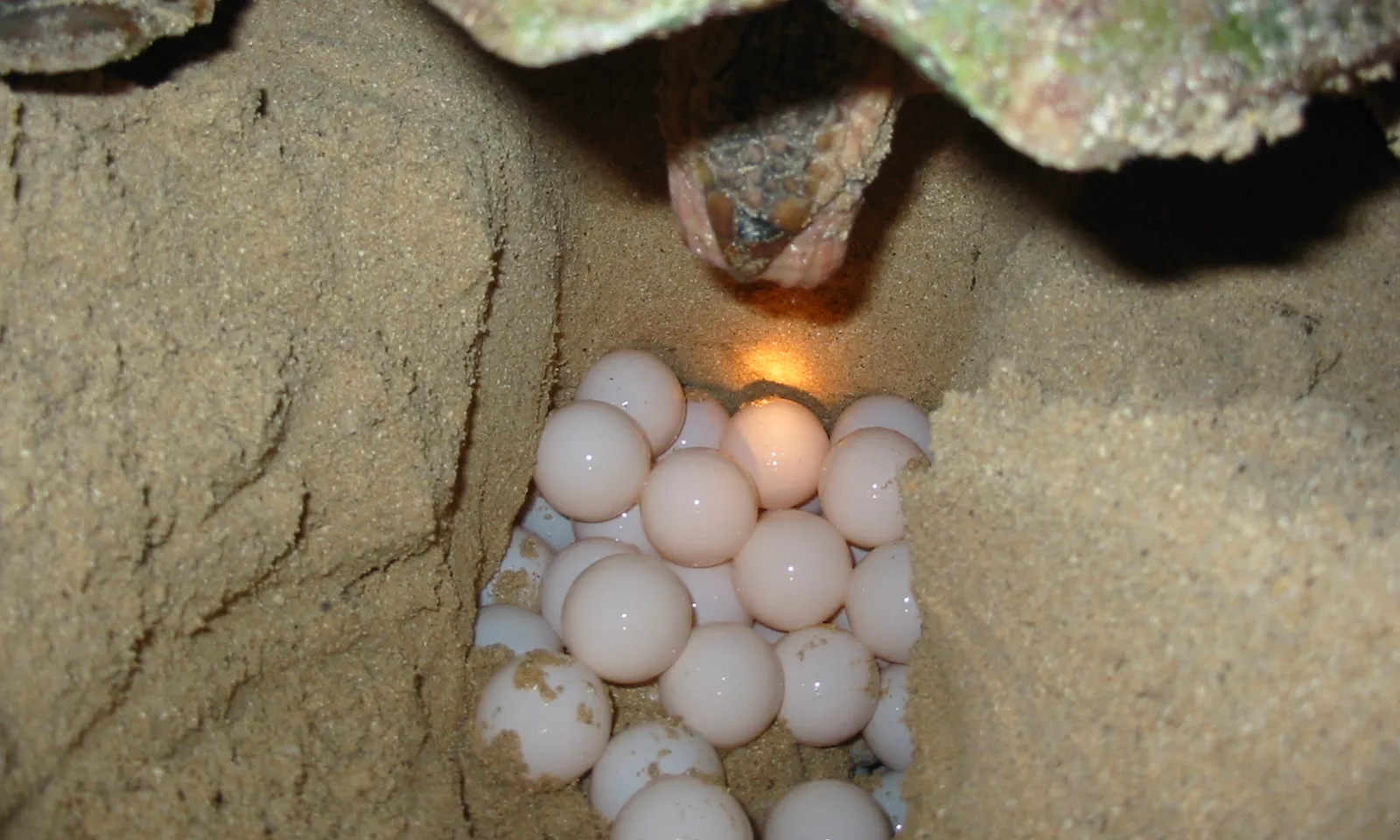 L'estiu 2023 s'ha detectat el setè niu, al parc natural del Delta de l'Ebre, i és una xifra que assoleix el màxim històric a la costa catalana.