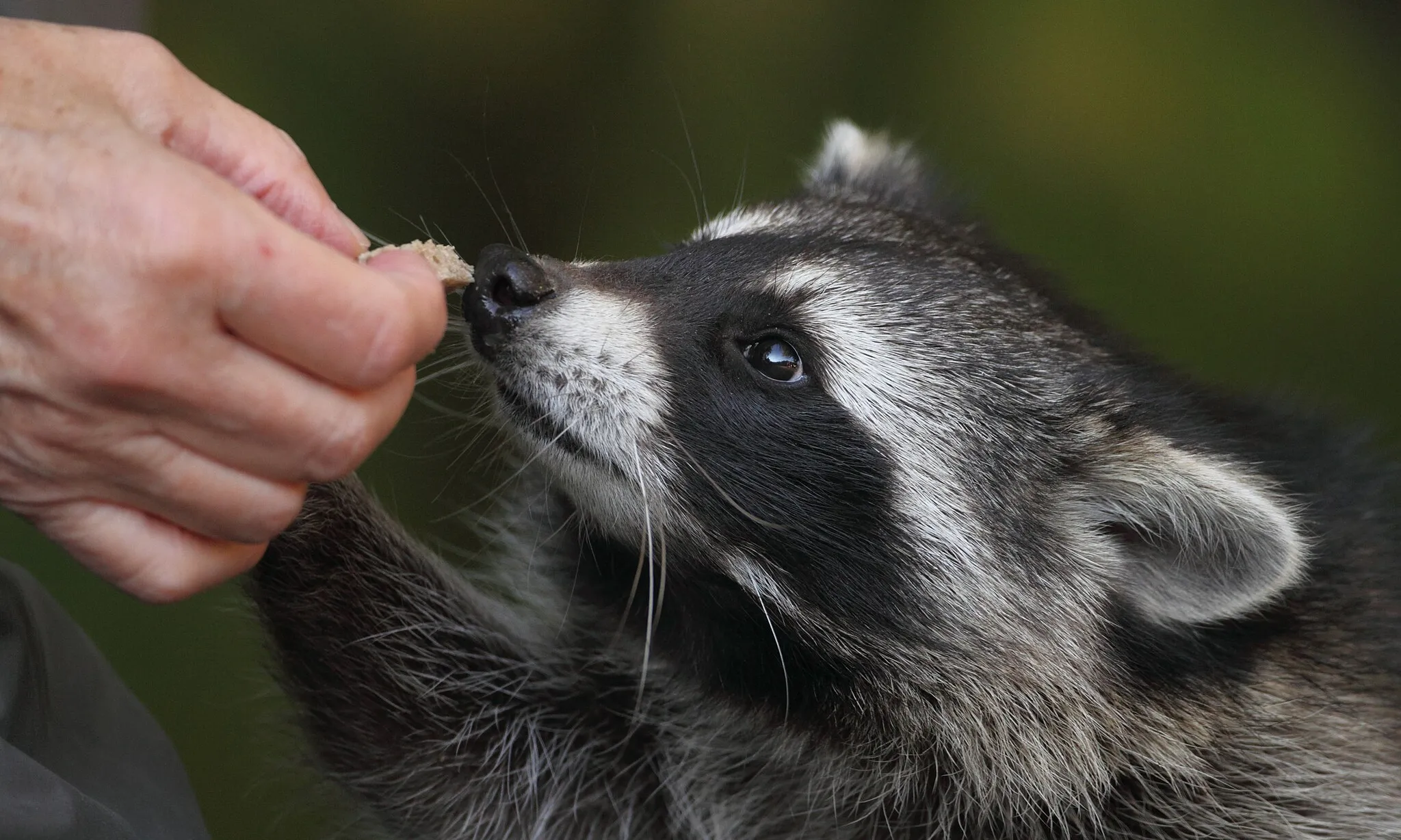 L'ós rentador, juntament amb el porc vietnamita, està sent objecte de mesures de control per part del Departament d'Acció Climàtica.