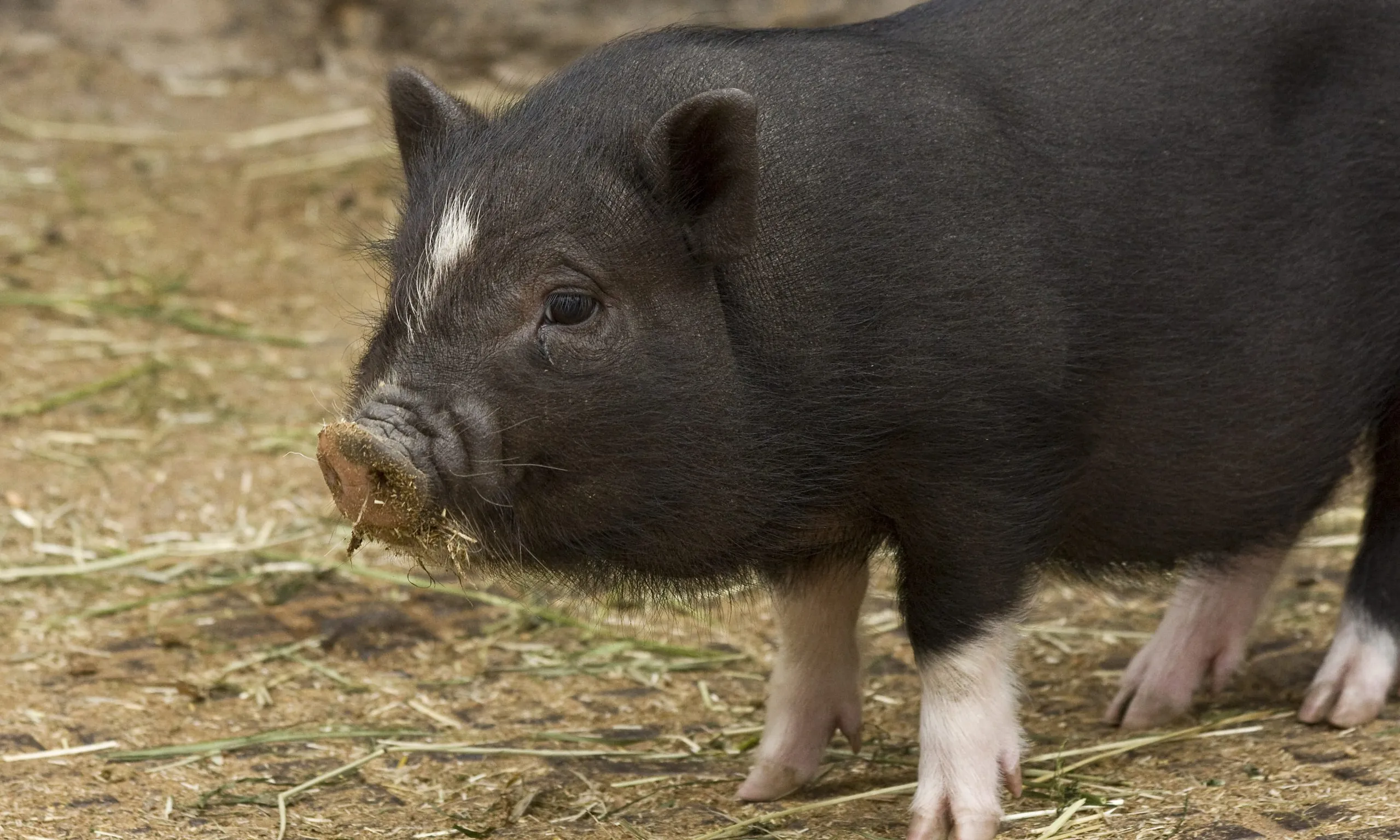 El porc vietnamita, un dels mamífers potencialment invasors més buscats a Catalunya.