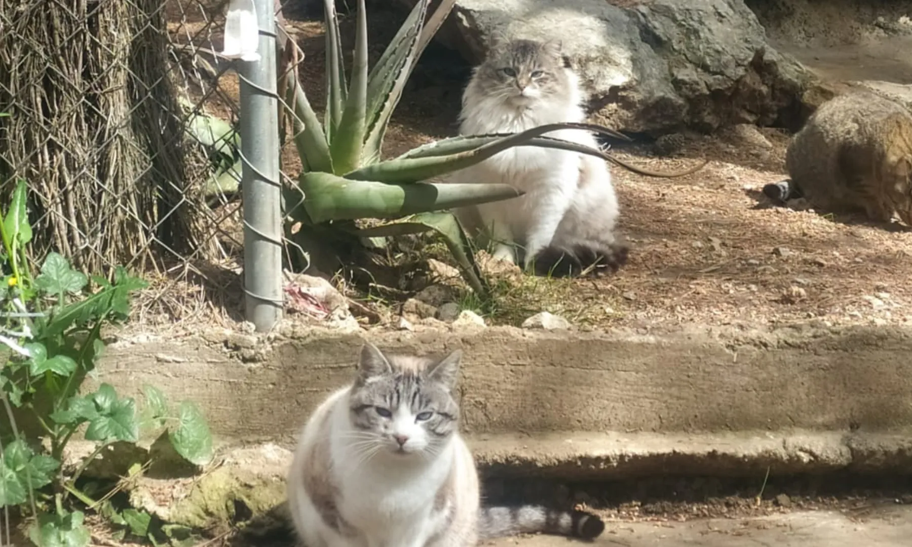 En cas de maltractar un animal la multa pot ser de 200.000 euros.