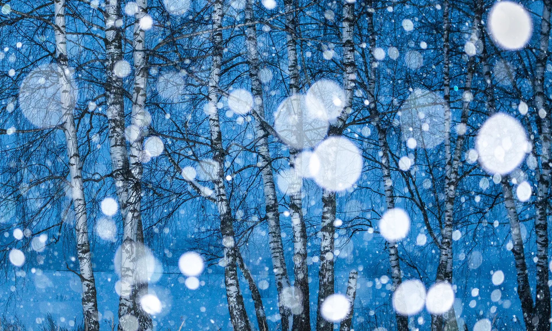 'Snowfall laces', fotografia d'Alexey Korolyov.