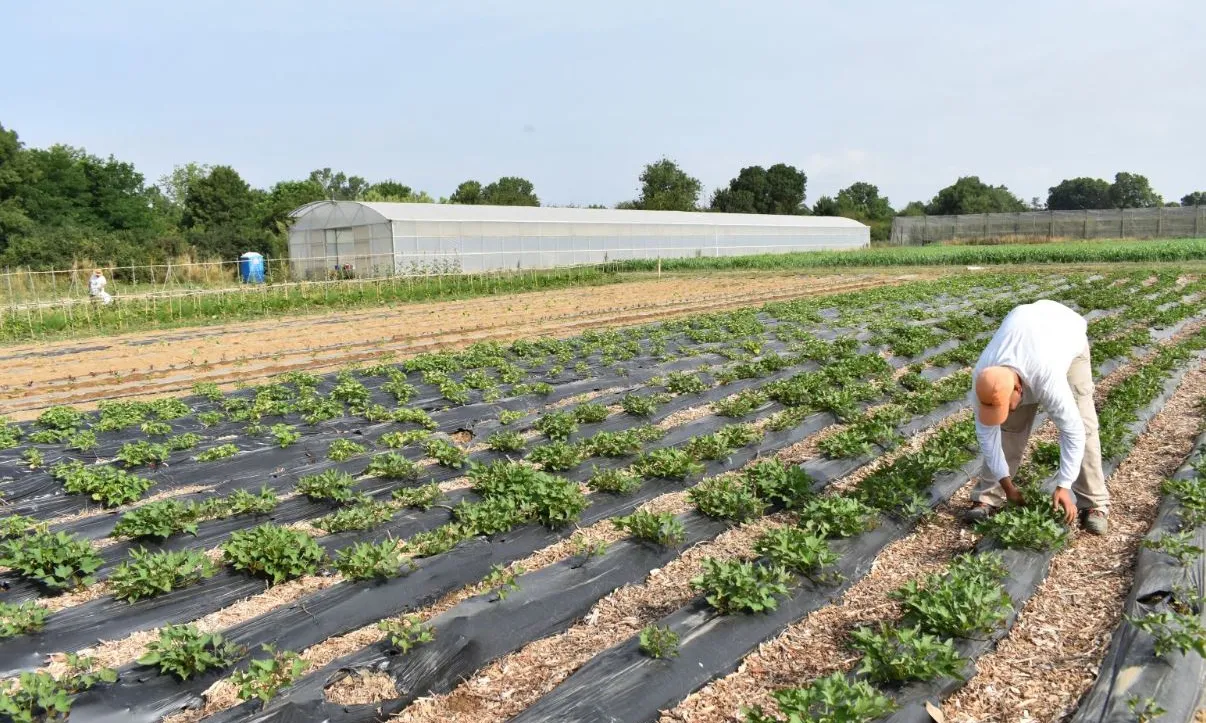 Treballador a la finca ecològica del projecte Biodrissa.