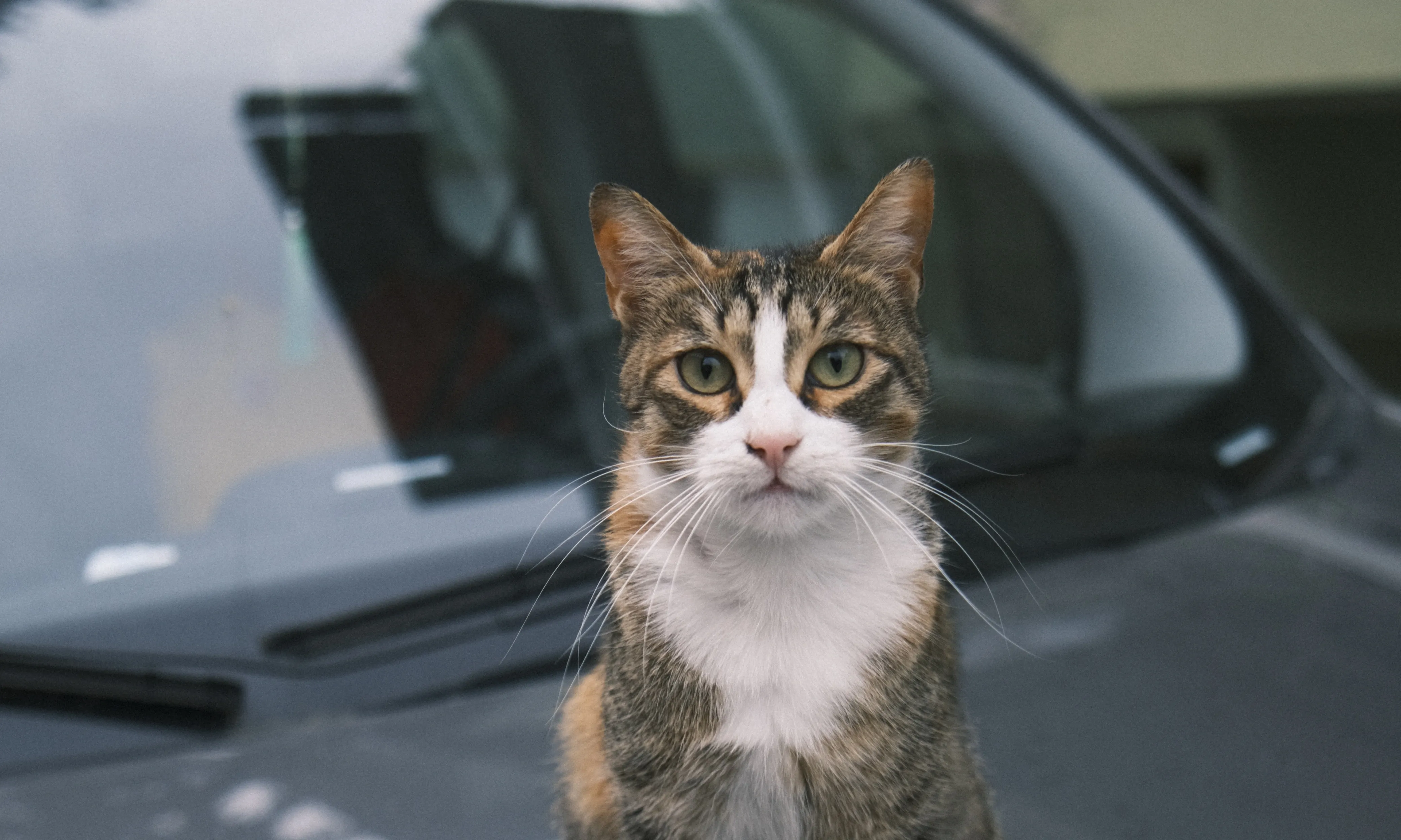 Gat al carrer sobre un cotxe. Font: Pexels - Ali Ramazan Çiftçi