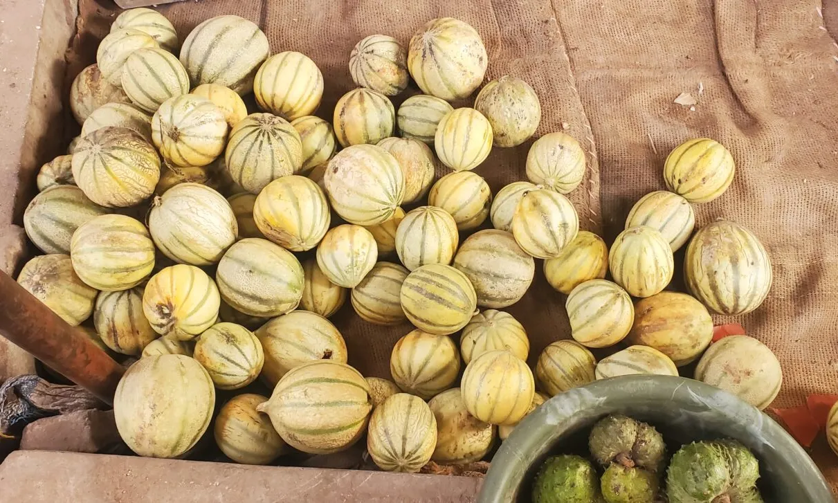 Les pèrdues de melons al Senegal es produeixen en cultius destinats a l'exportació a l'estat Espanyo