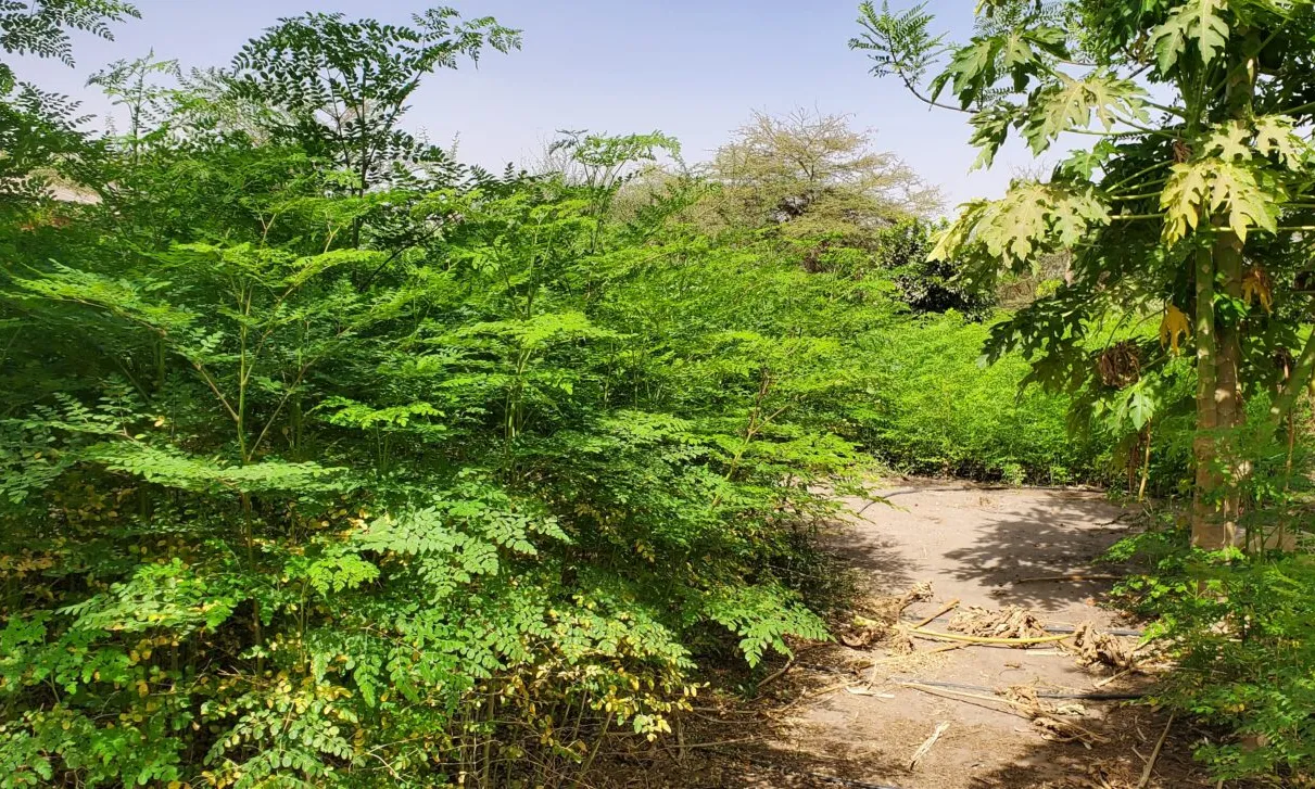 L'oferta ilimitada precaritza el món rural i amenaça la sobirania alimentària de Senegal.