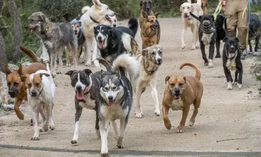 La Fundació Trifolium treballa pel benestar animal i lluita contra l’abandonament i maltractament animal.