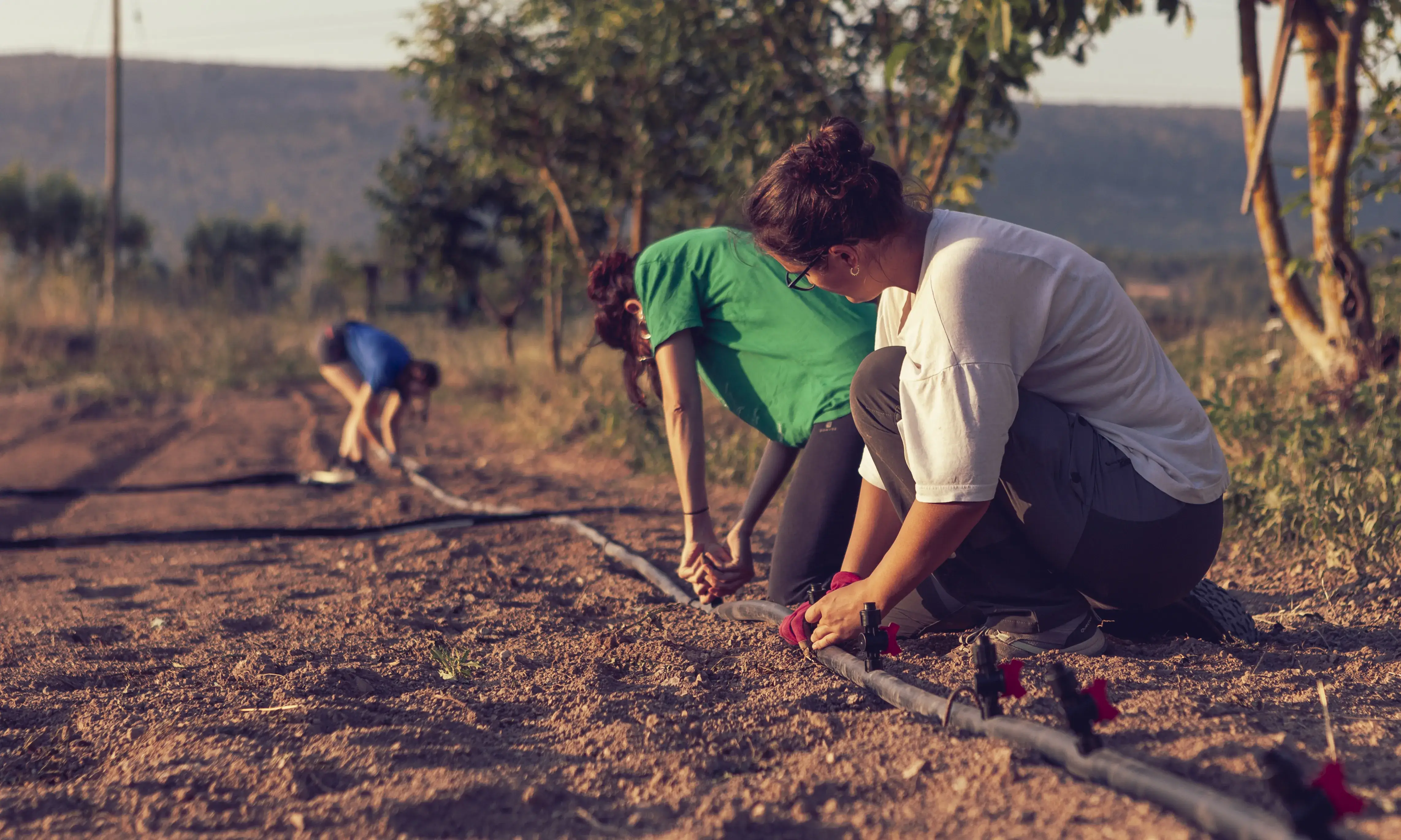 El col·lectiu Eixarcolant celebra anualment la jornada gastronòmica de plantes silvestres a Igualada, oferint diverses activitats per conèixer aquestes plantes.