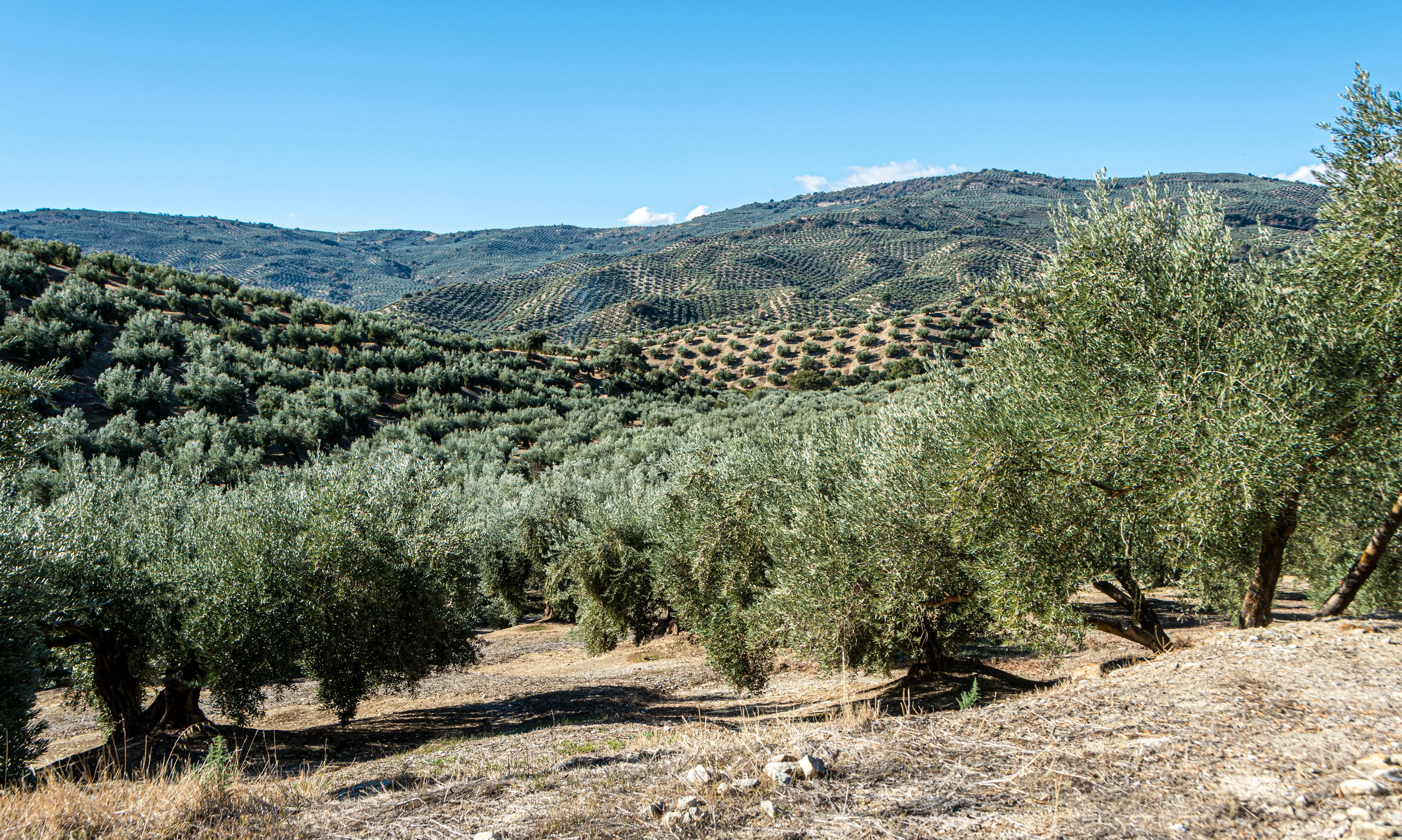   L'espigolada s'ha fet amb el suport de la Paeria, el departament d’Acció Climàtica, Alimentació i Agenda Rural i altres entitats. 