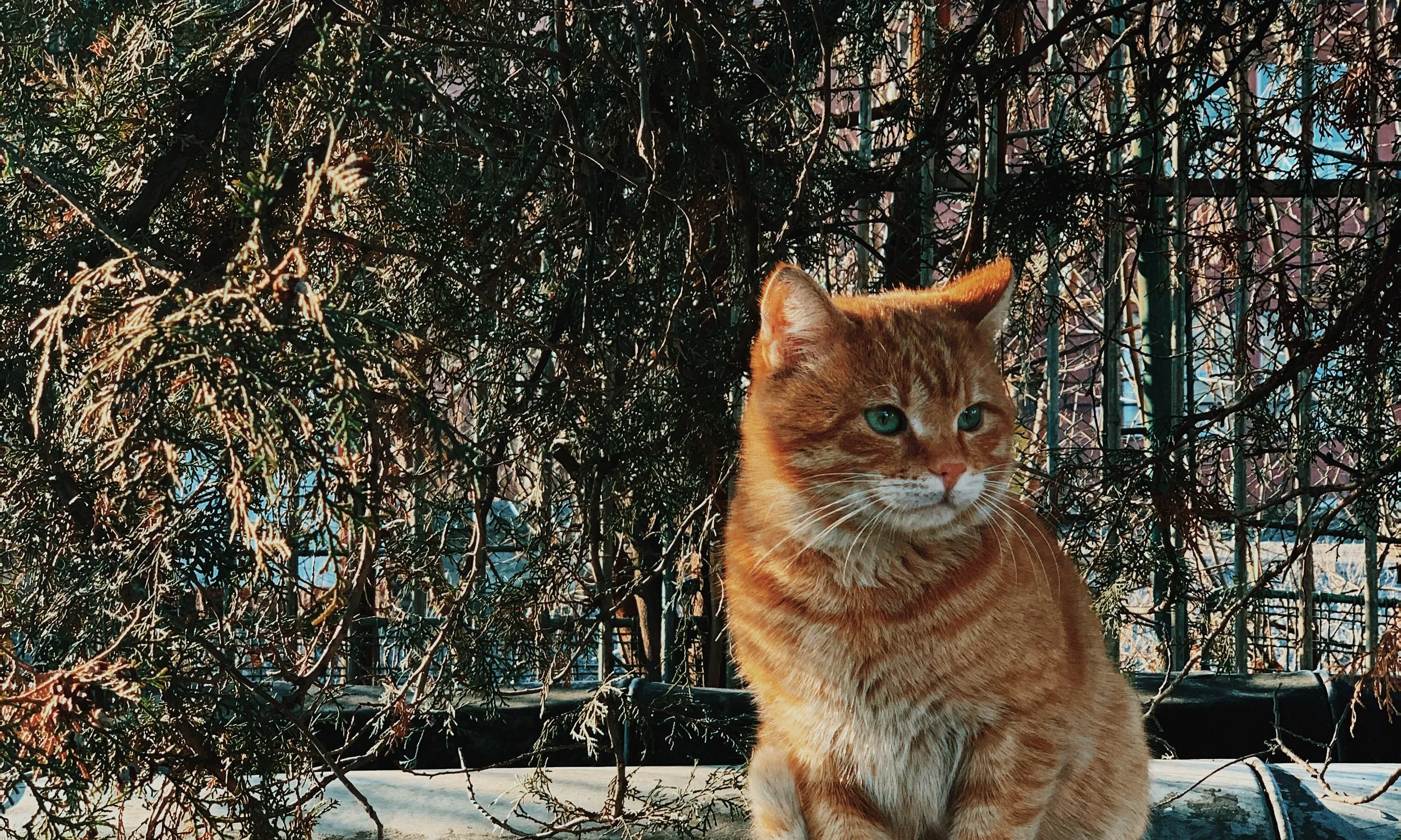 Gat en un parc. Font: Pexels - Dids .