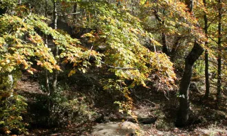 Bosc i riu al Montsent. Font: Wikipèdia Autor: Pixel