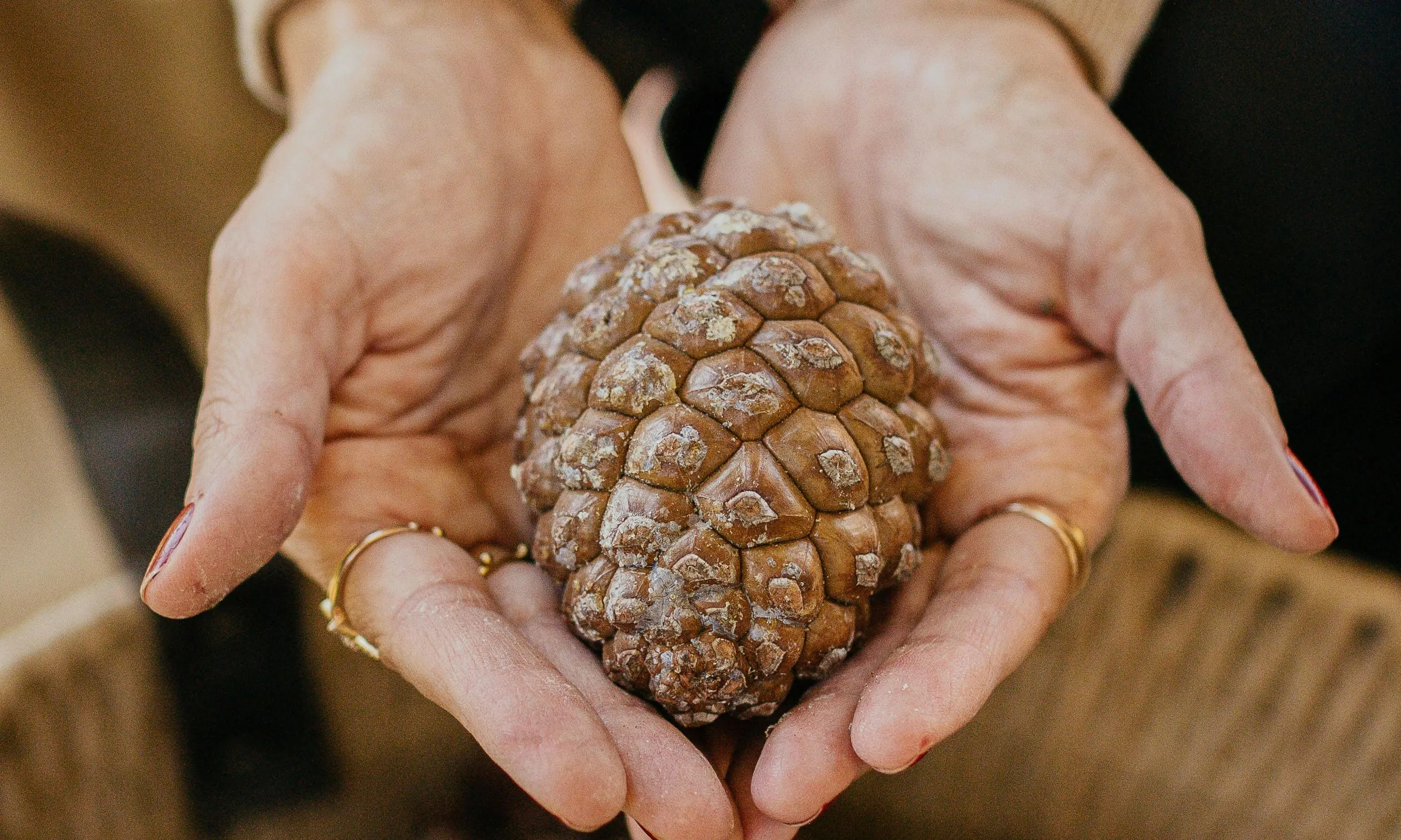 Mans que agafen una pinya de pi. Font: Pexels - furkanfdemir 