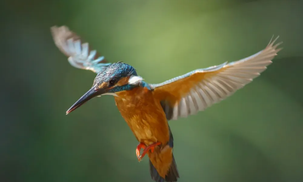 Jornada Drets Natura i Custòdia Territorial