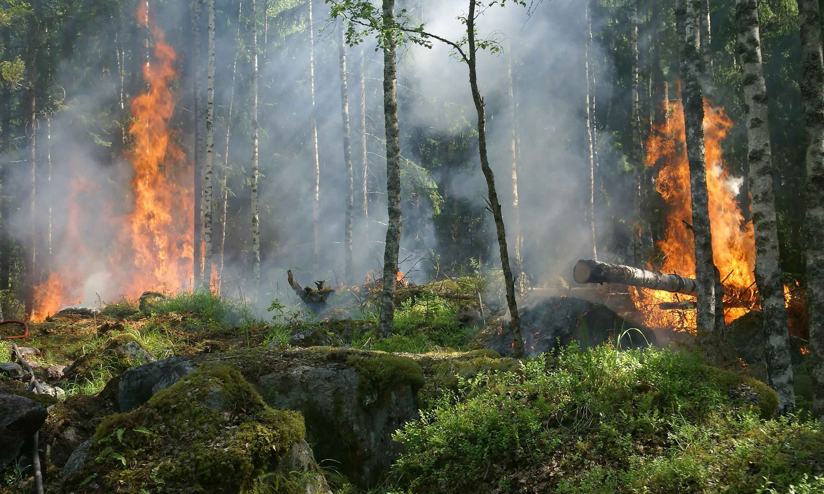 Bosc amb incendi forestal. Font: Pixabay