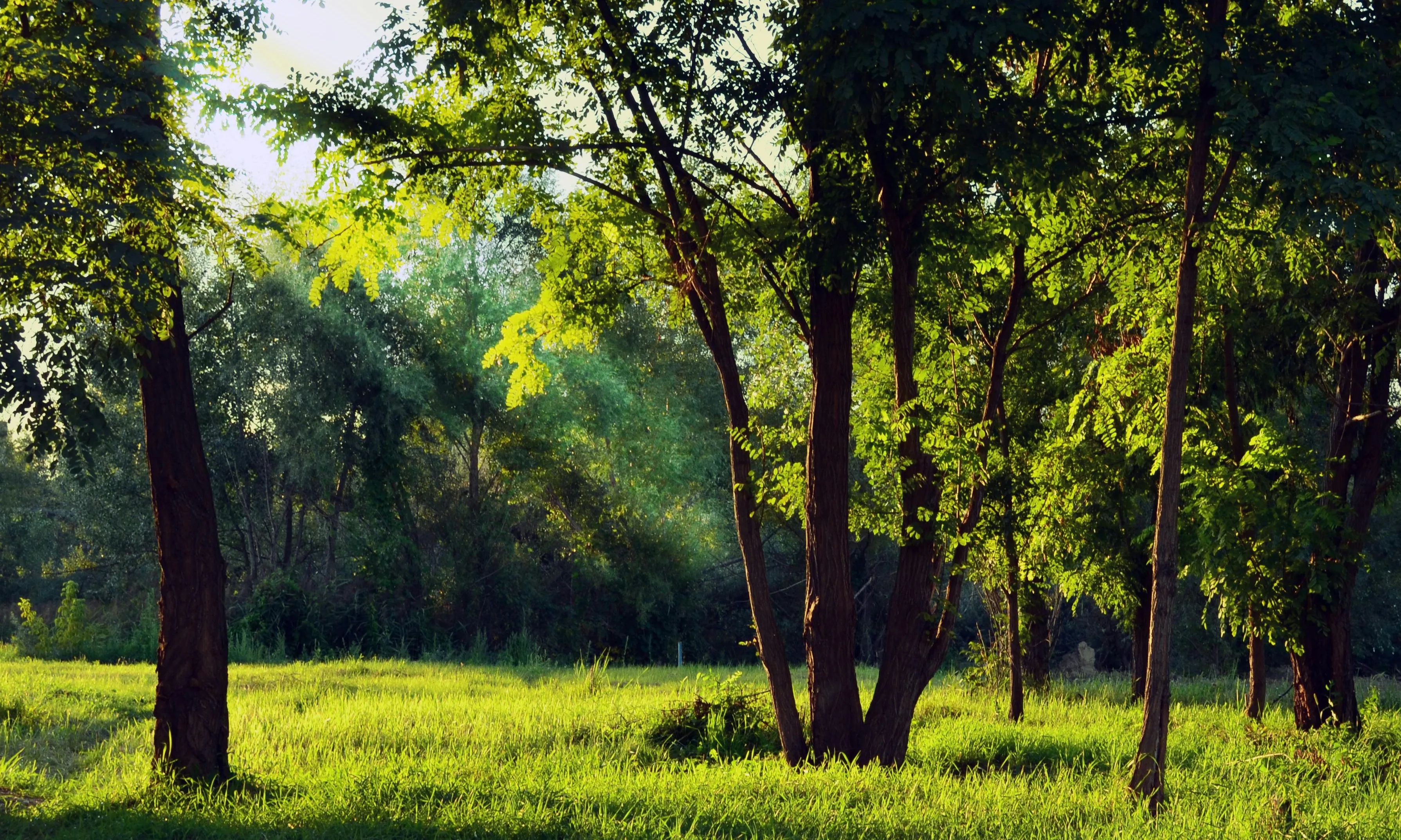 Camp amb arbres. Font: Pexels - Bill White