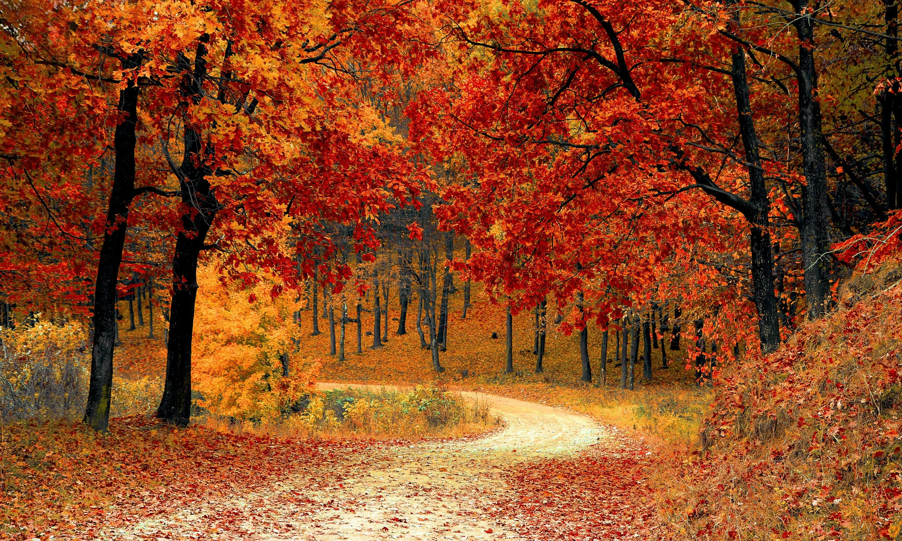 Bosc a la tardor. Font: Pixabay Bosc a la tardor. Font: Pixabay