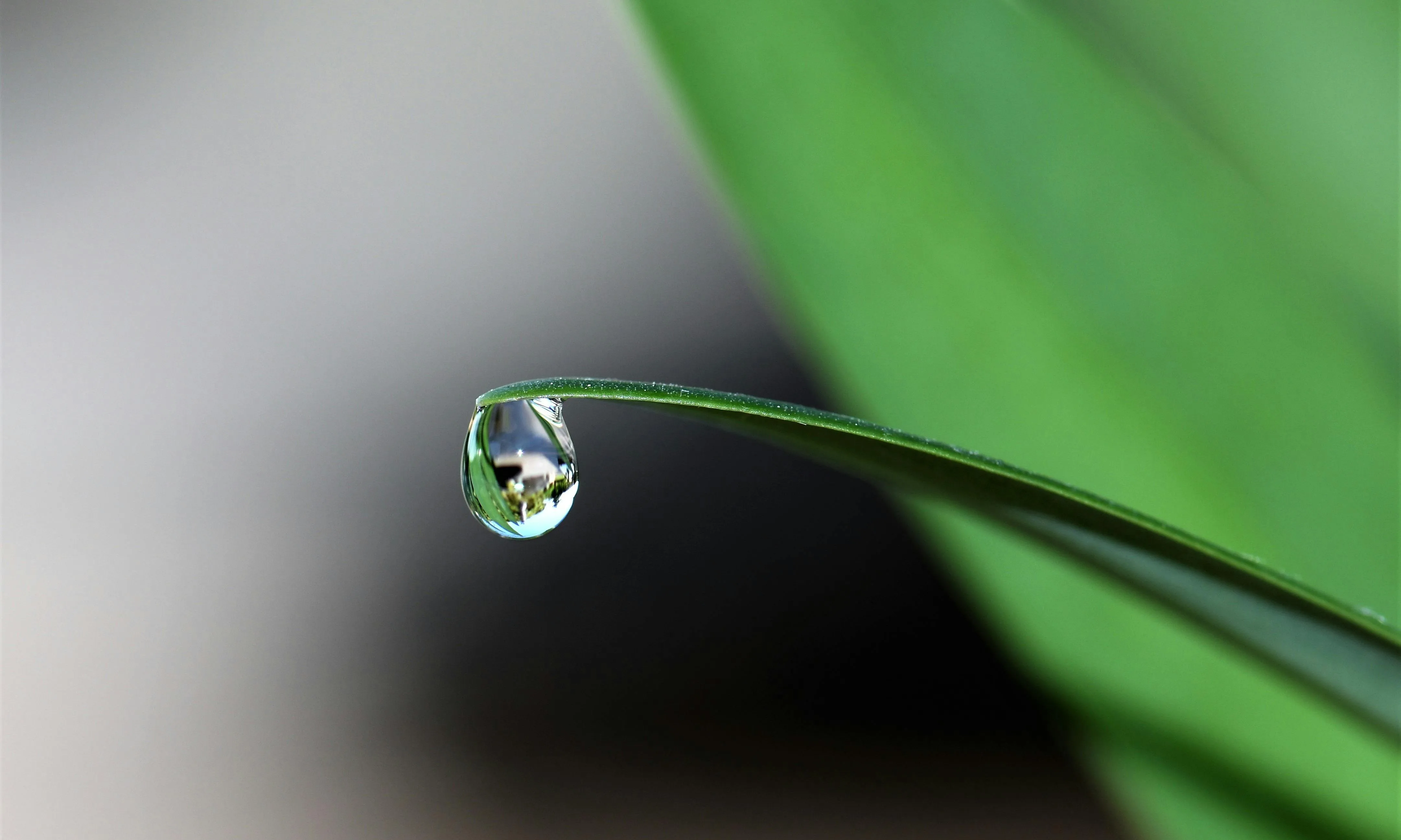 Gota d'aigua en una fulla. 