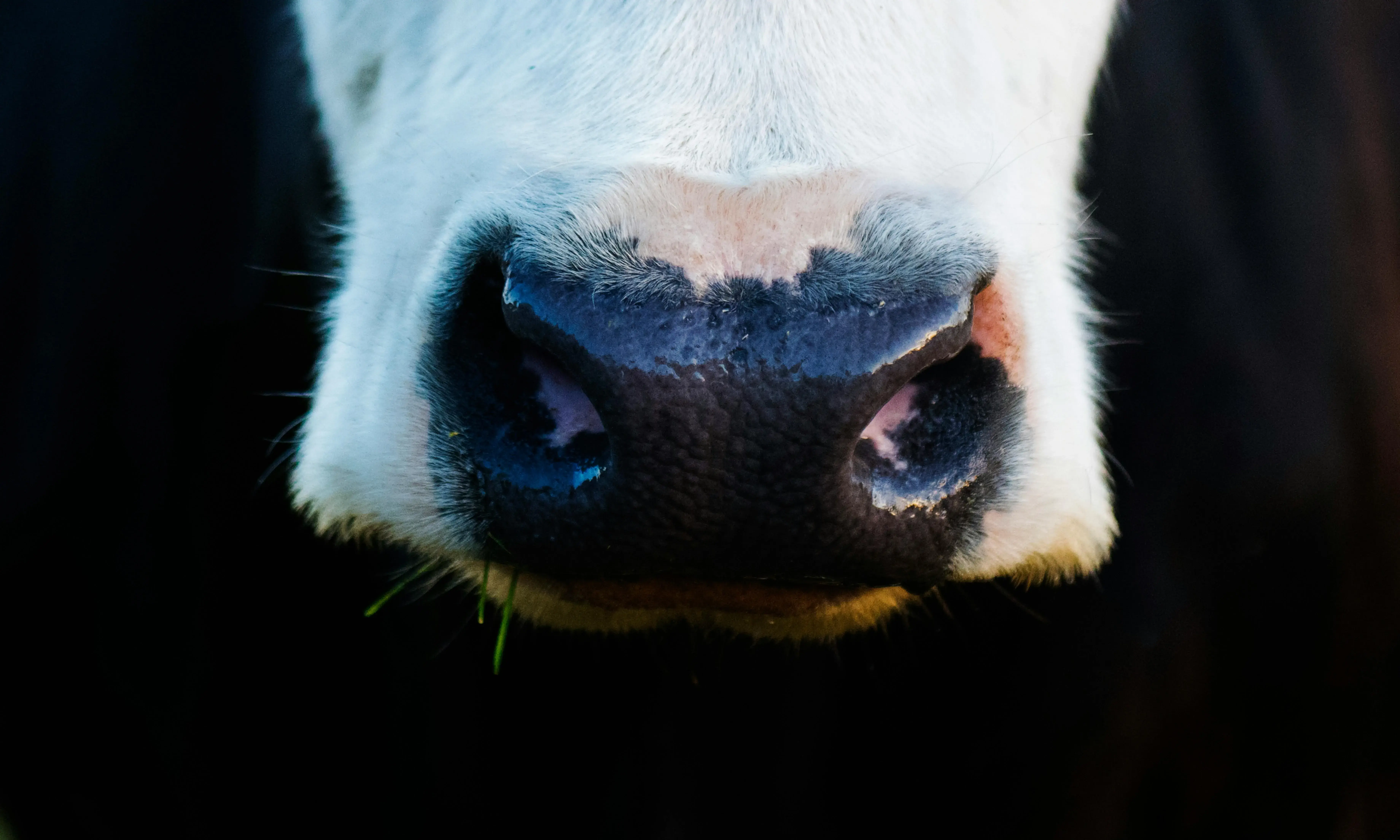 Morro d'una vaca. Font: Pexels - Kat Smith