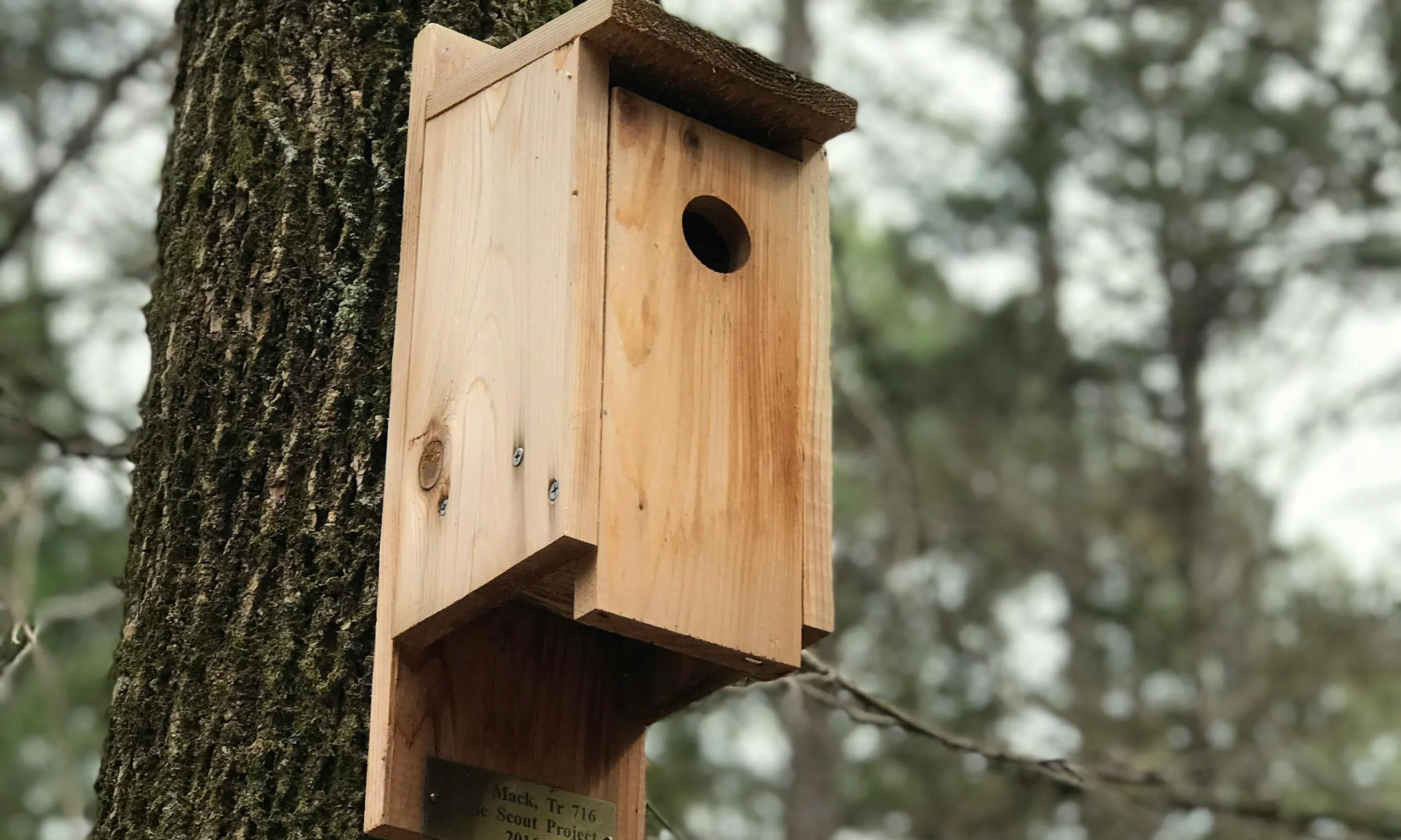 Caixa niu penja d'un arbre al bosc