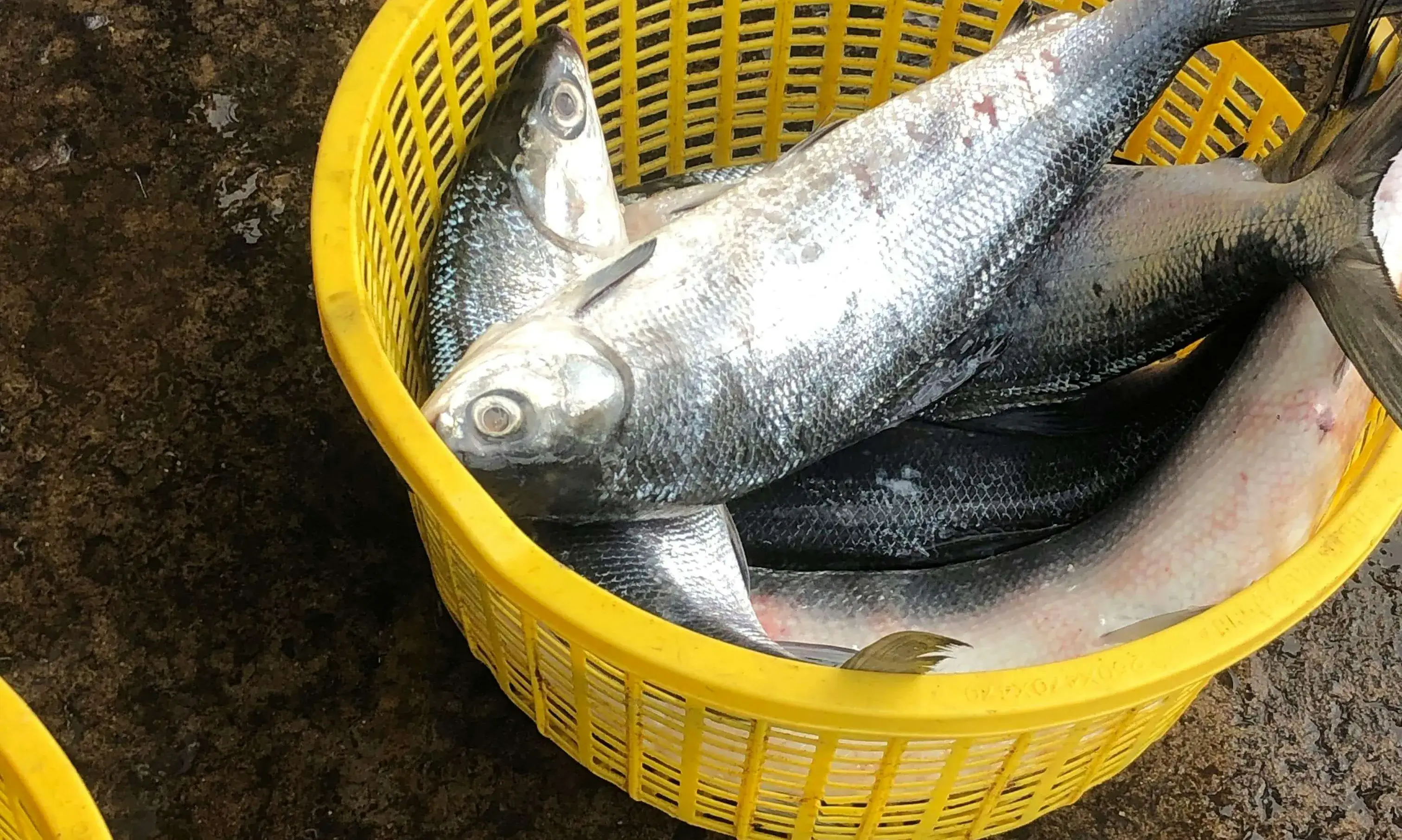 Cabàs ple de peixos Cabàs ple de peixos