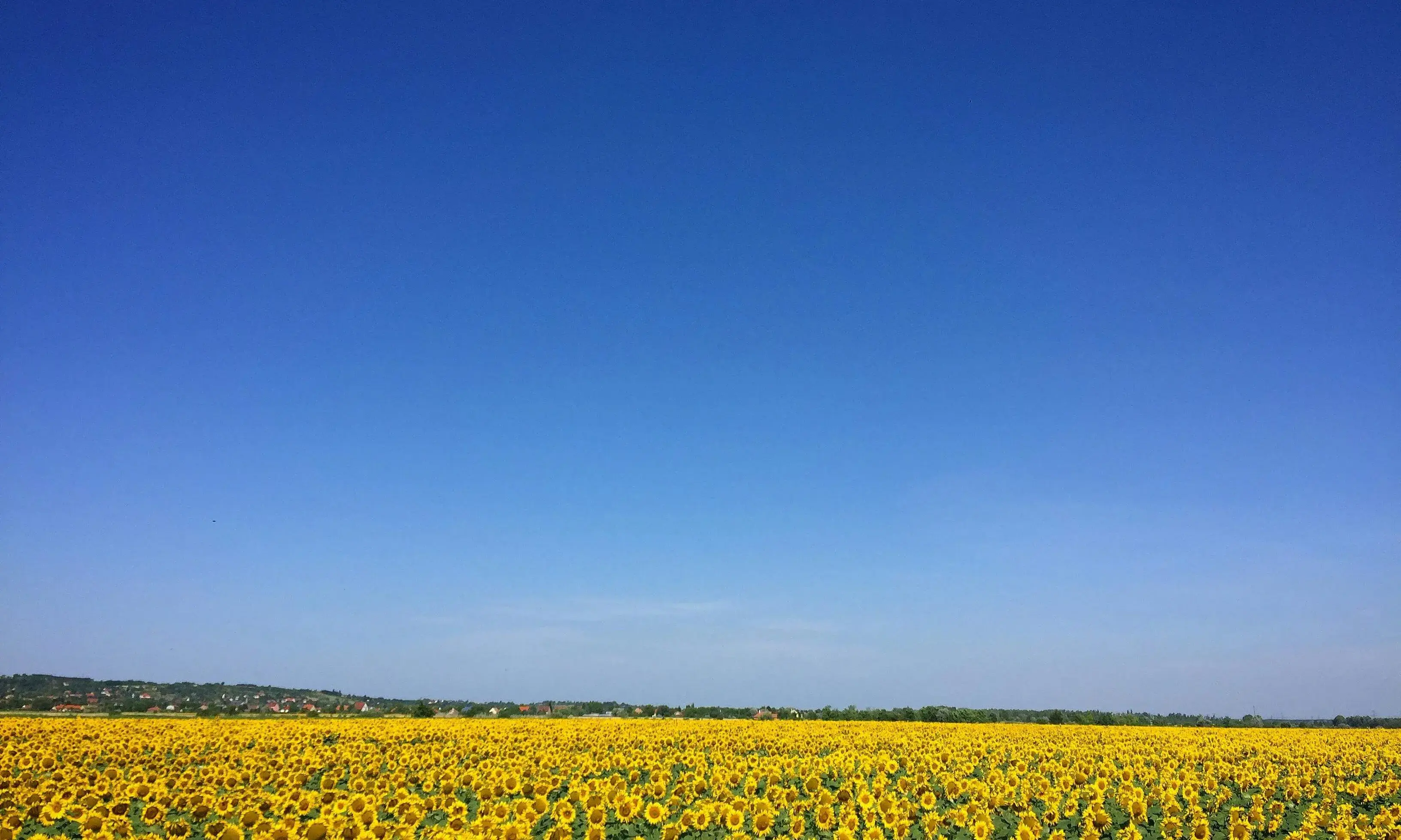 Camp de girasols