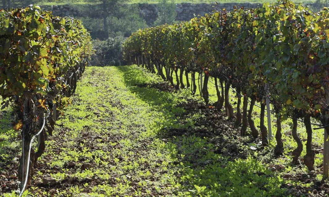 Jornada ‘Territori i resiliència: Fira de bones pràctiques agràries i forestals’