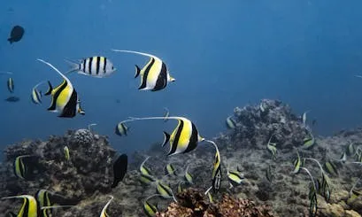 Oceà Fons de l'oceà amb diverses tortugues i peixos