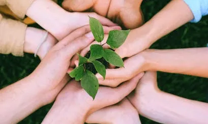 Mans unides agafant una planta