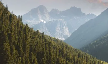Bosc Paisatge de muntanyes i boscos