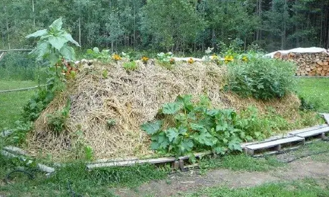 Hügelkultur