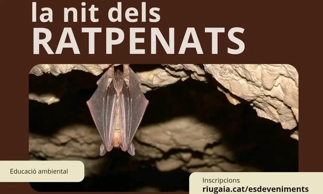 Cartell oficial de l'activitat 'La nit dels ratpenats'.