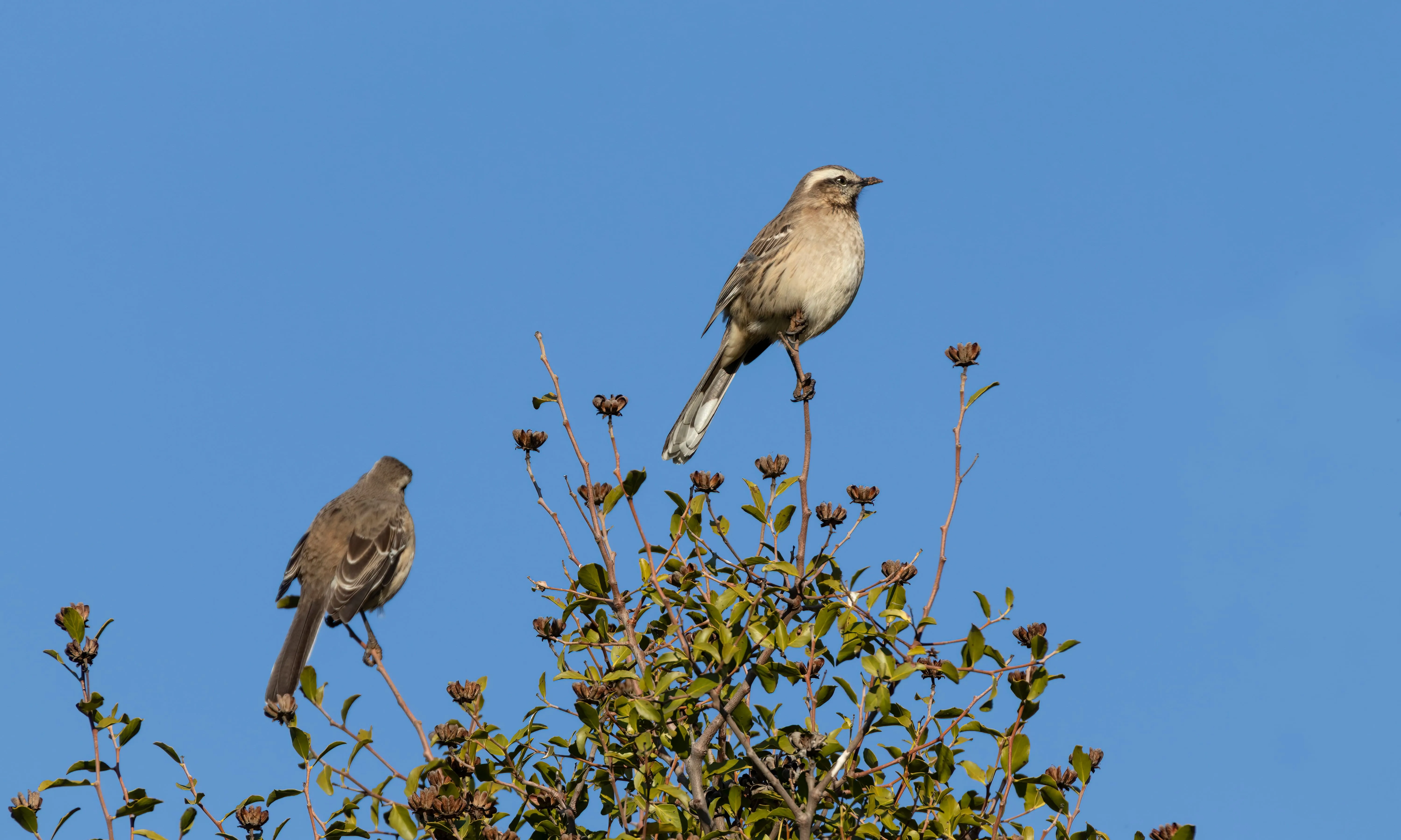 Un ocell reposant en una branca per il·lustrar l'activitat 'Ocells de Salou: natura i ciència'.