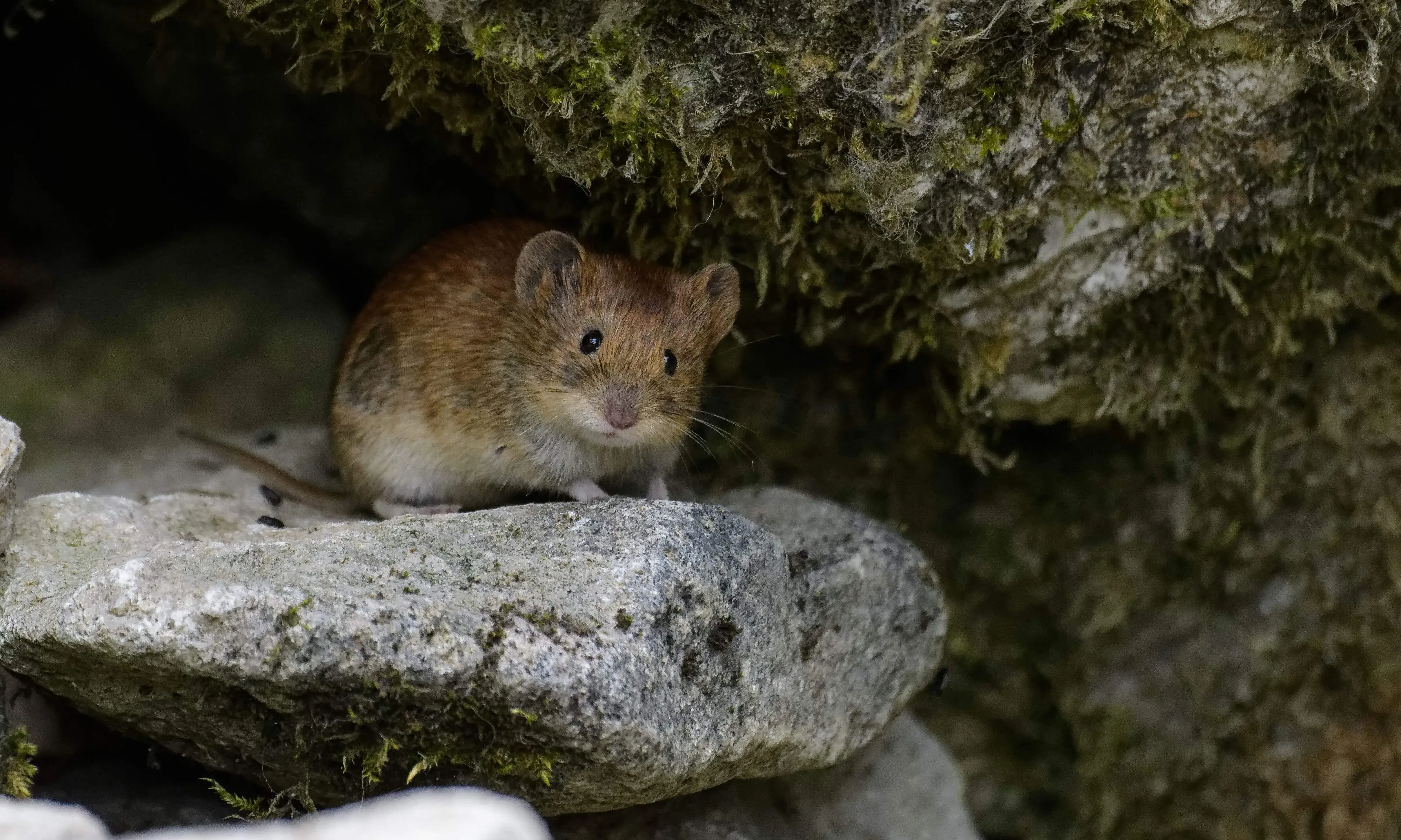 Un ratolí de camp sortint del seu cau.