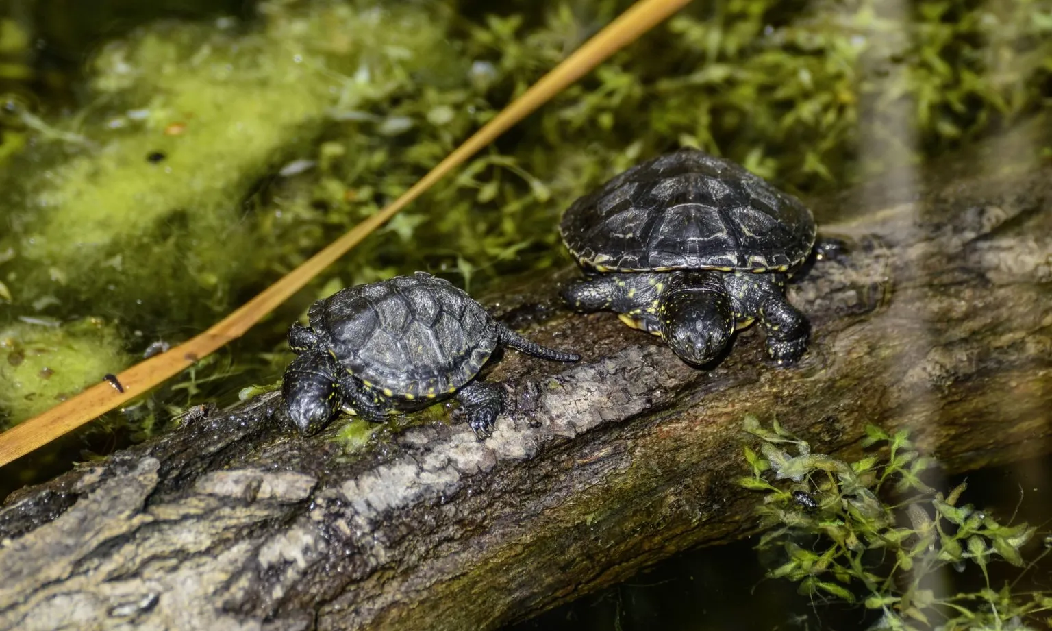 Dues tortugues en el seu hàbitat natural, per representar l'activitat 'Voluntariat i alliberament de tortugues d’estany a Mas Pinell'.