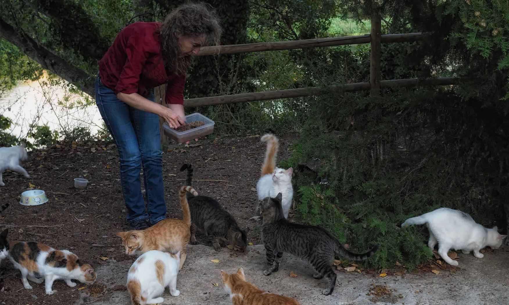 Les persones voluntàries autogestionen les colònies felines repartides per la ciutat.