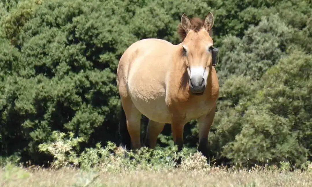 Amb el ‘Projecte Przewalski’, la Fundació Miranda treballa per retornar a la natura el cavall de Przewalski.