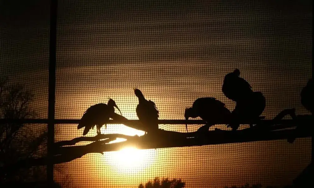 El Projecte de recuperació de l’ibis ermità és una de les apostes més destacades de la Fundació Alive.