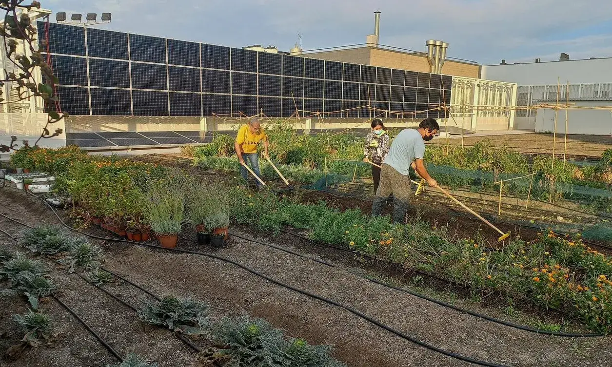 Imatge de persones treballant l'hort comunitari de la coberta del Mercat de la Vall d'Hebron.