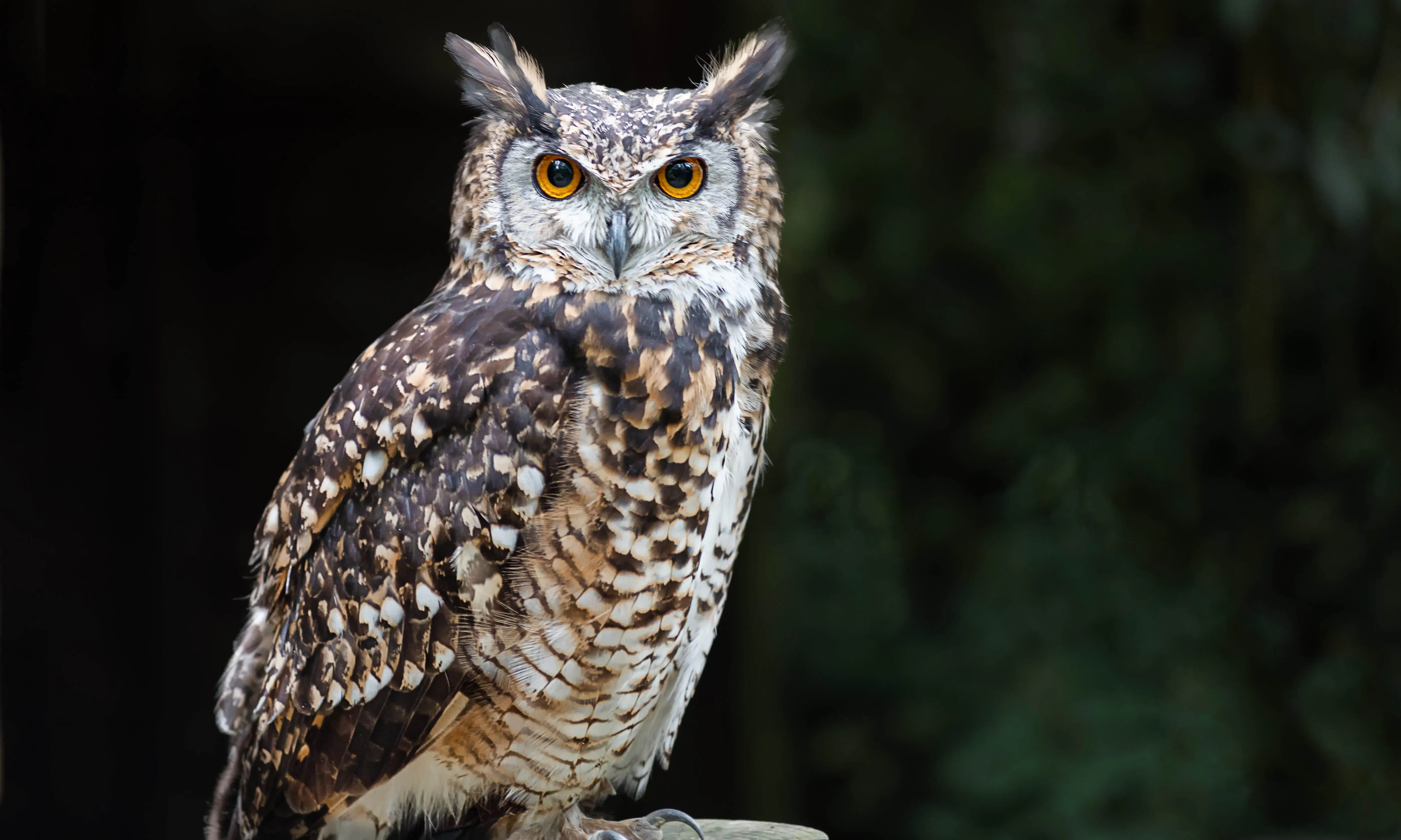 Imatge d'un mussol per il·lustrar l'activitat 'Cens del duc al Parc Natural del Montsant'.