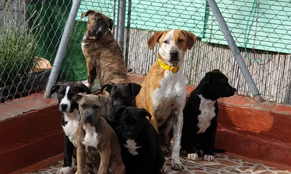 Des del refugi, gossos i gats amb perfils molt diversos esperen una família que els aculli.