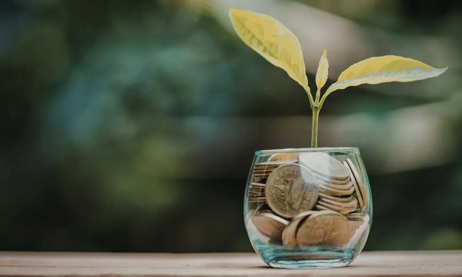 Una planta que creix de diners.