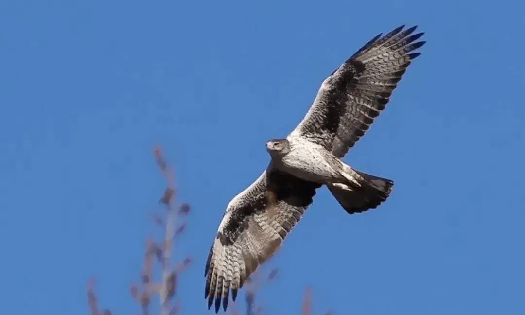 La plataforma Stopagroparc impulsa una campanya de micromecenatge per sostenir la batalla legal i frenar l’impacte del complex sobre l’hàbitat de l’àliga cuabarrada.