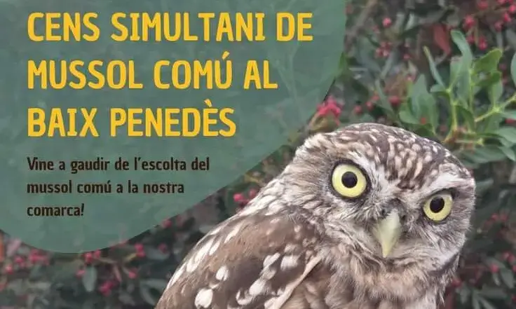 Cartell oficial de la 3a edició del Cens de Mussol Comú al Baix Penedès.