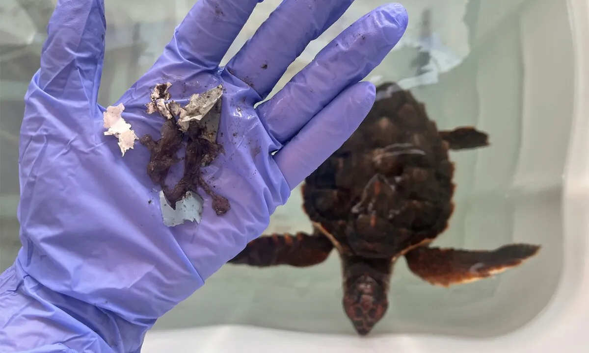 Presència de plàstics en tres de cada quatre tortugues marines analitzades